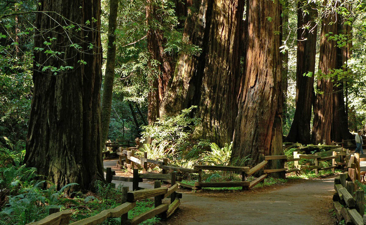 Muir_Woods_National_Monument_wikimedia.jpg (403 KB)