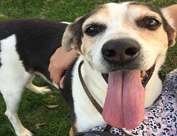 cachorro.jpg (51 KB)