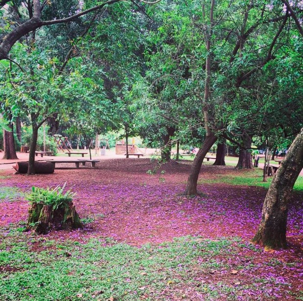 parque-severo-gomes-reproducao-face-cangurusp.jpg (220 KB)