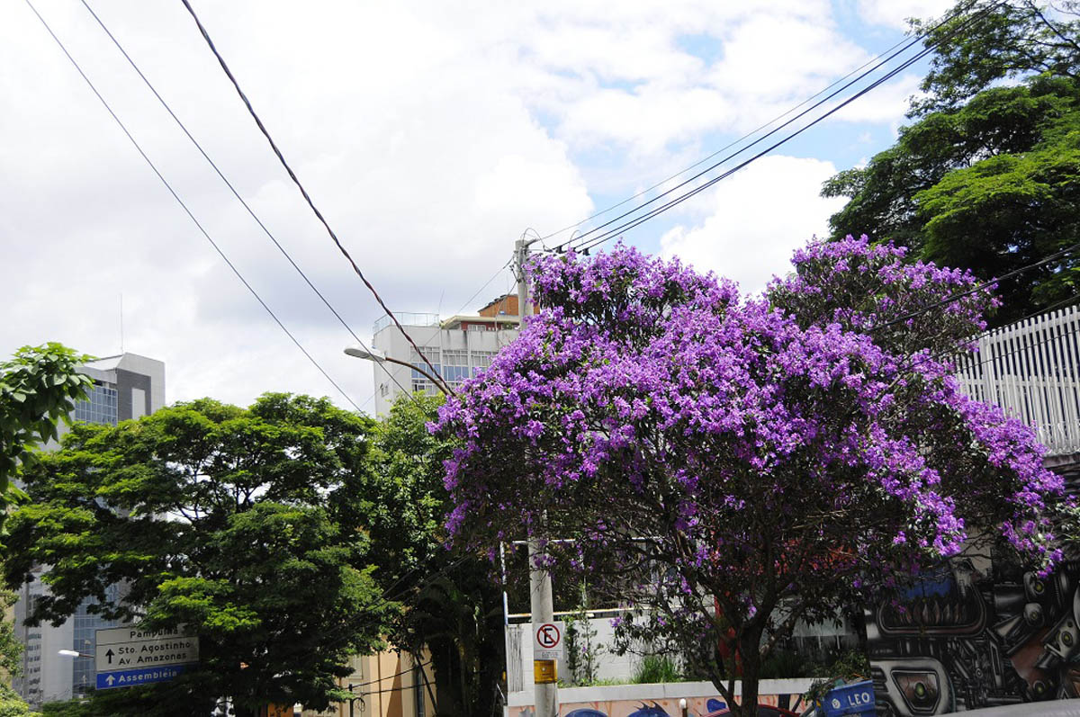 quaresmeira_rodrigoclemente_pbh.jpg (339 KB)