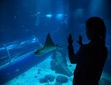 AquaRio_Dentro.jpg (31 KB)
