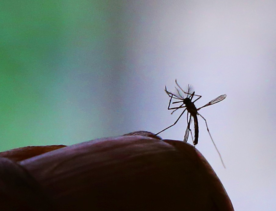 Pernilongo também pode ser transmissor do zika diz Fiocruz Canguru News