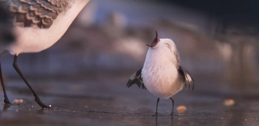 Curtas-metragens como Piper, cuja cena é vista nesta imagem que mostra dois passarinhos, permitem falar de valores e sentimentos com as crianças.