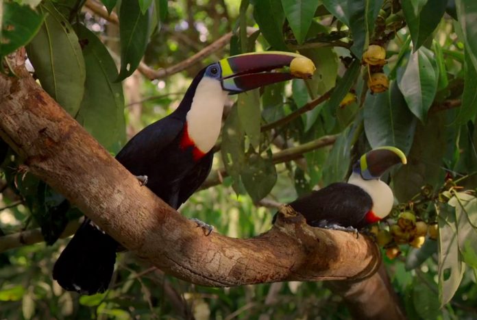 Dicas de documentários e séries educativas da Netflix para toda a família; na imagem, dois tucanos estão pousados no galho de uma árvore