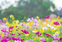 Primavera: é tempo de florescer; imagem mostra jardim com flores pequenas de cor rosa escuro e rosa claro, brancas e amarelas