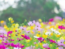 Primavera: é tempo de florescer; imagem mostra jardim com flores pequenas de cor rosa escuro e rosa claro, brancas e amarelas