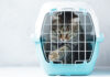 Como viajar com seu animal de estimação de forma segura; gato rajado dentro de caixa de transporte com grades