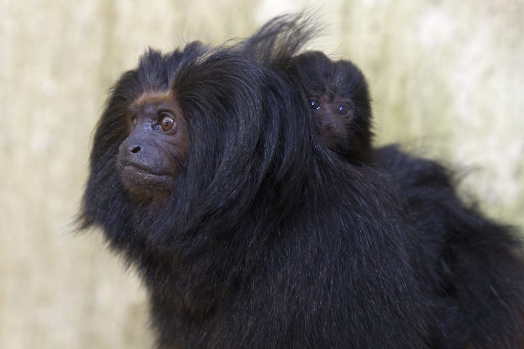 Família de mico-leão-preto em recinto de exposição. Foto: Paulo Gil – Zoo/SP