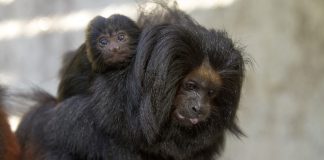 Família de mico-leão-preto em recinto de exposição