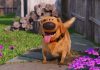 'Dug', o simpático cãodo filme 'Up – Altas Aventuras', ganha série própria