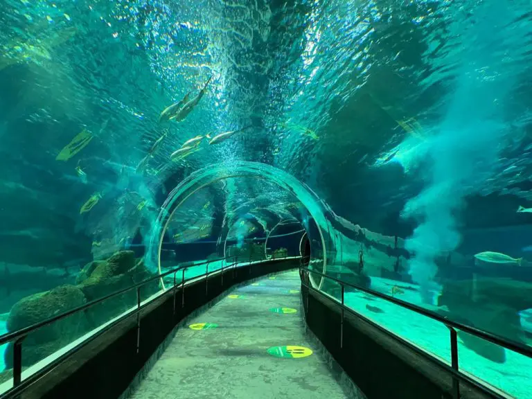 Túnel do Aquário do Rio de Janeiro, o maior aquário marinho da América do Sul