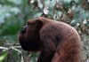 Macaco no Parque Nacional da Tijuca