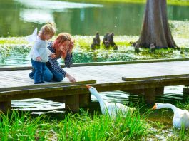 Crianças brincam com patos em lago no parque