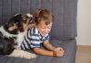 Cão brinca com menino no sofá