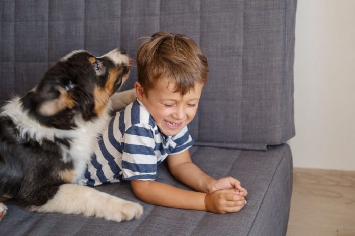 Cão brinca com menino no sofá