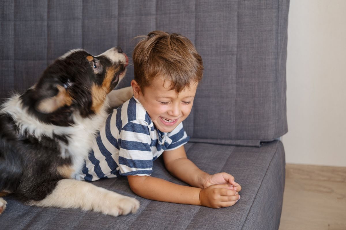 Meninos de 7 a 14 anos são os que mais sofrem acidentes com cães, indica estudo