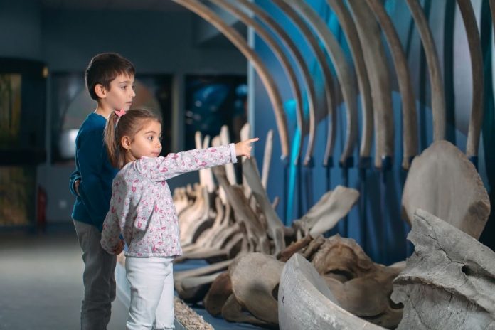 Crianças observam mostra de ossos de animal em museu