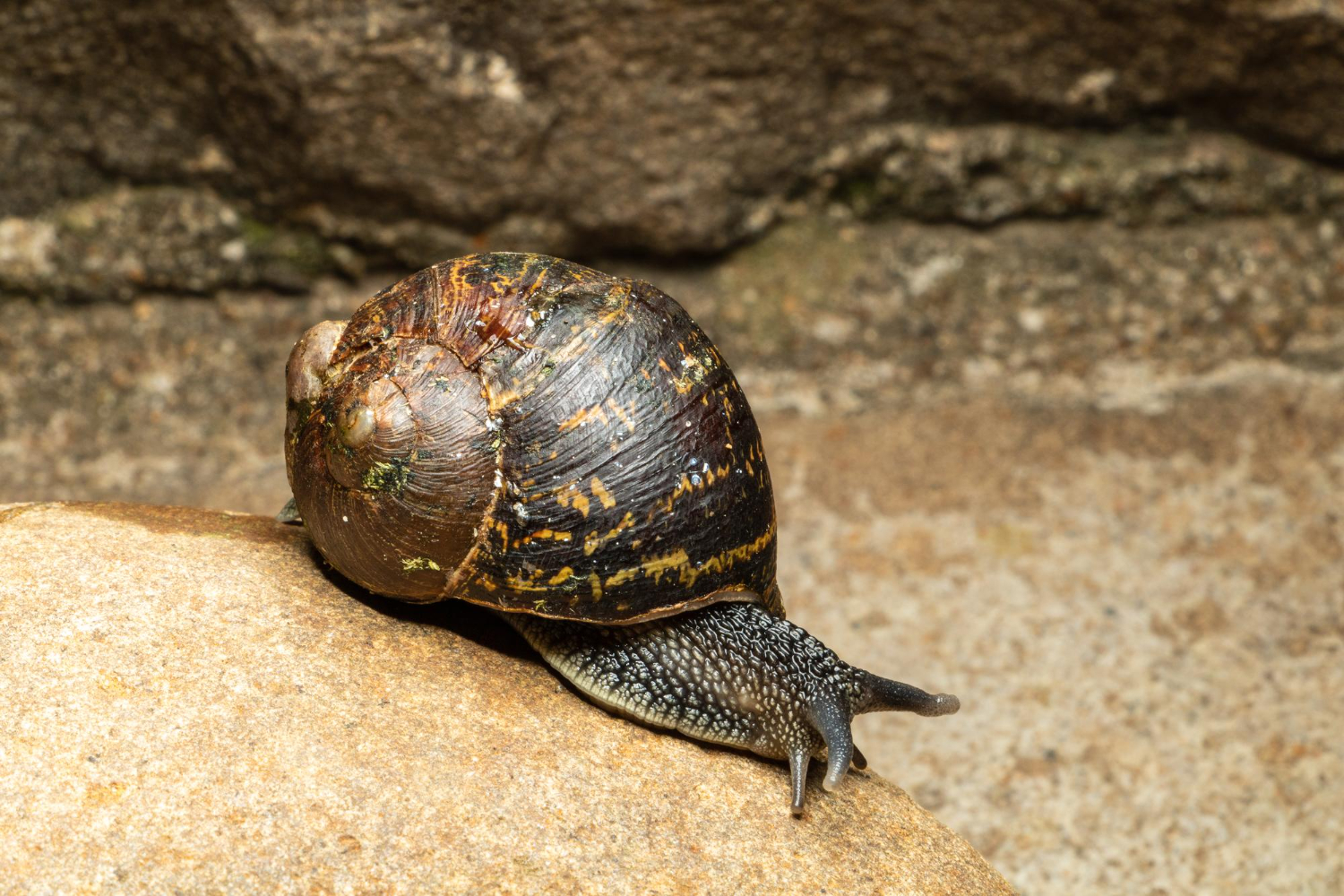 Viu esse caramujo no seu quintal? Cuidado!